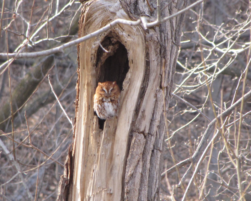 Screech Owl Crowthers Woods