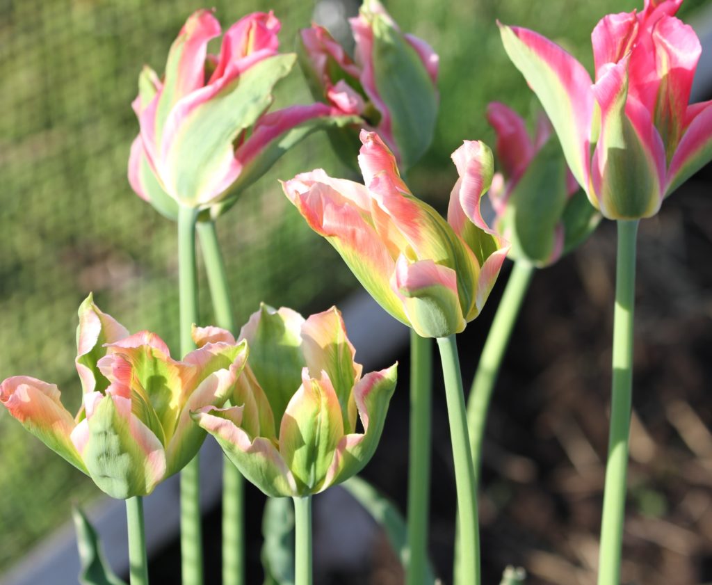 Virichic tulips