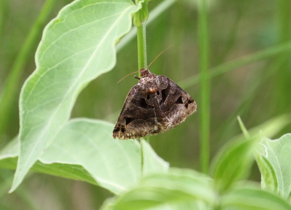 Toothed Somberwing Moth