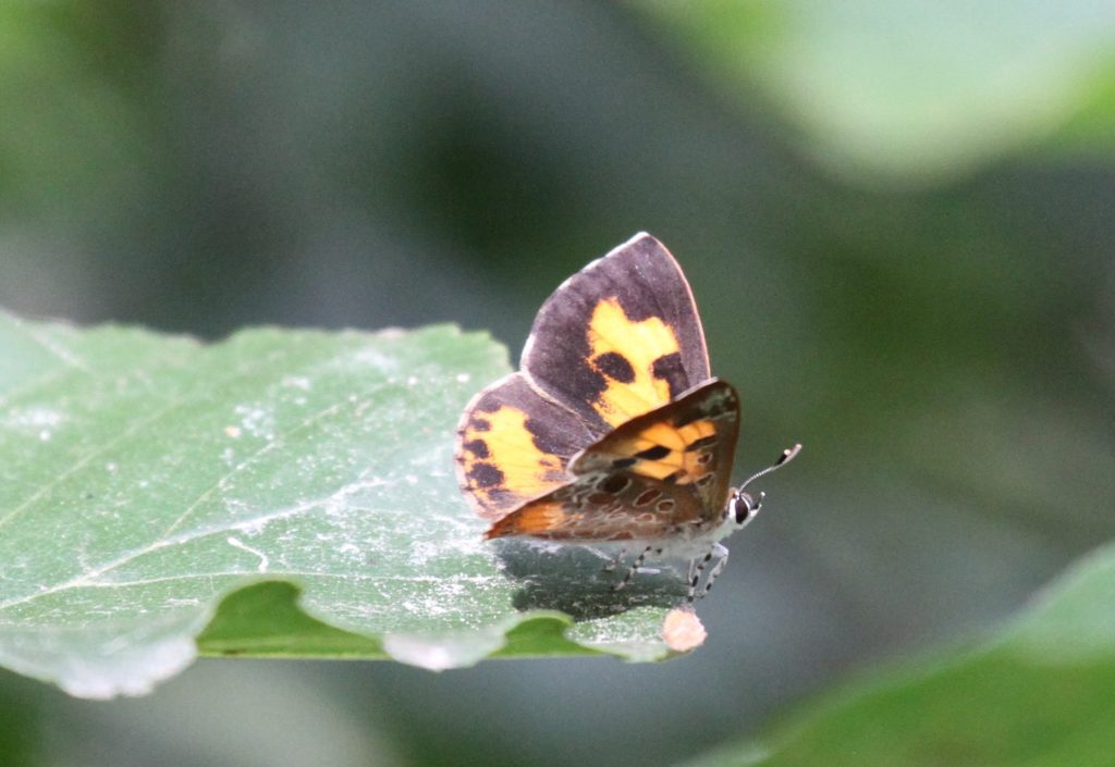 The upperside of a Harvester butterfly