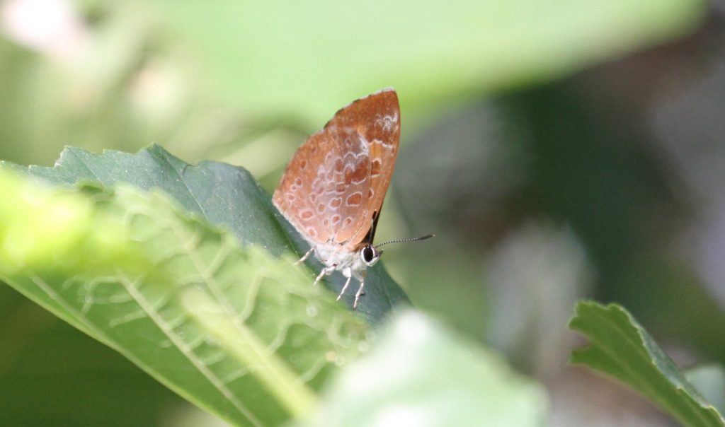 Harvester butterfly showing underside wing pattern