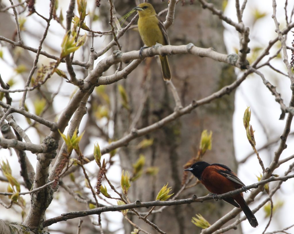 A male and female Orchard Oriole