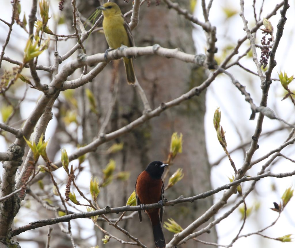 Male and female Orchard Orioles