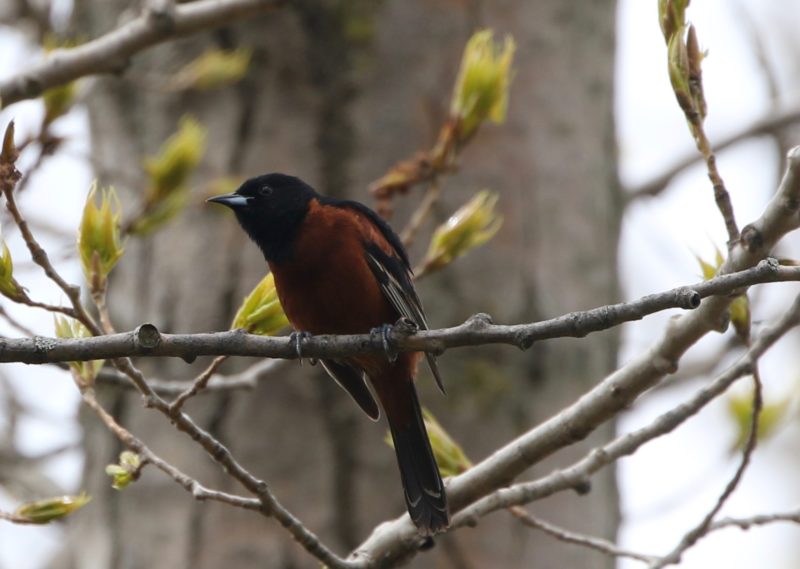 Male Orchard Oriole--Featured Image.