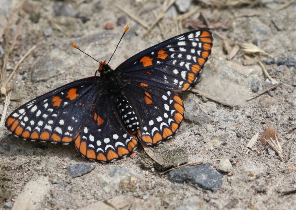 Baltimore Checkerspot seen on the Glendon Forest Trail, Toronto.