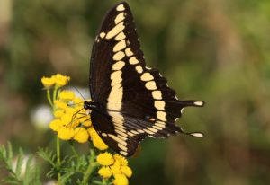 Giant Swallowtail on the Leslie Street Spit.