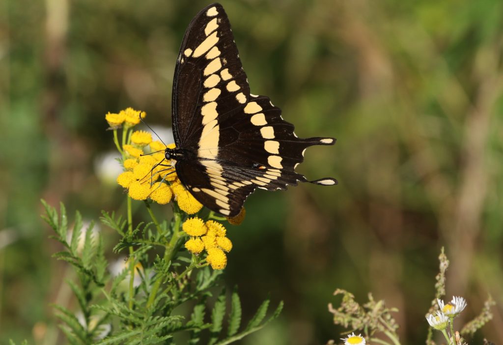 Giant Swallowtail seen on the Leslie Street Spit.