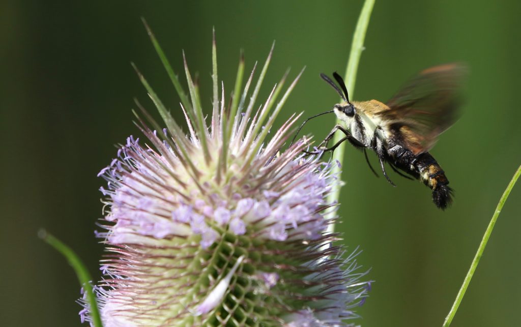 A Snowberry Clearwing moth in the Don Valley ravine.