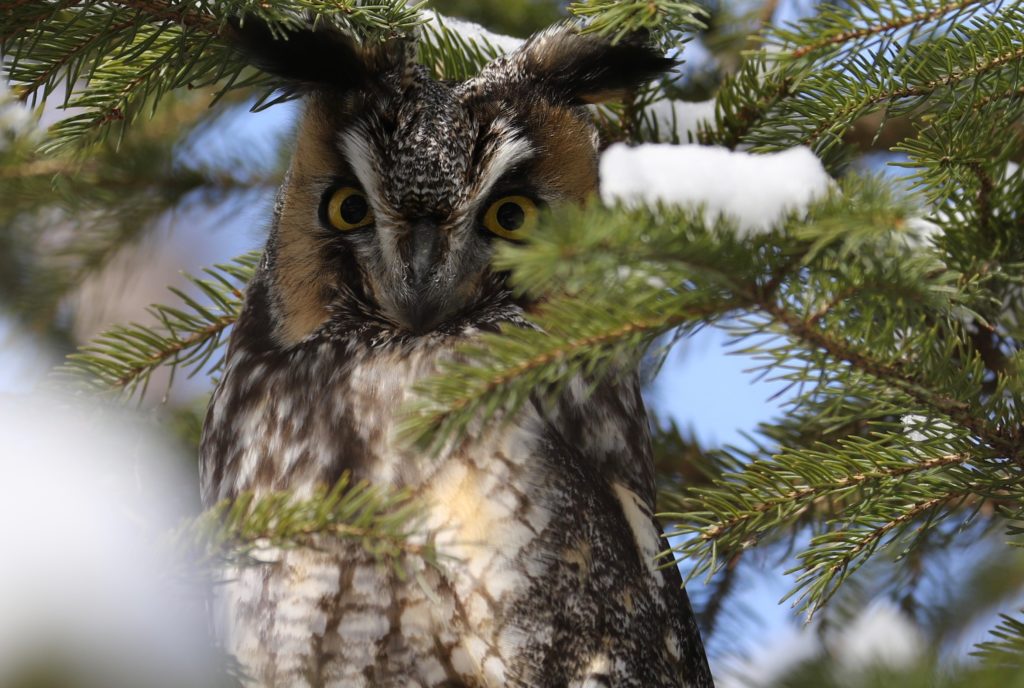 A Long-eared Owl roosting in an evergreen.
