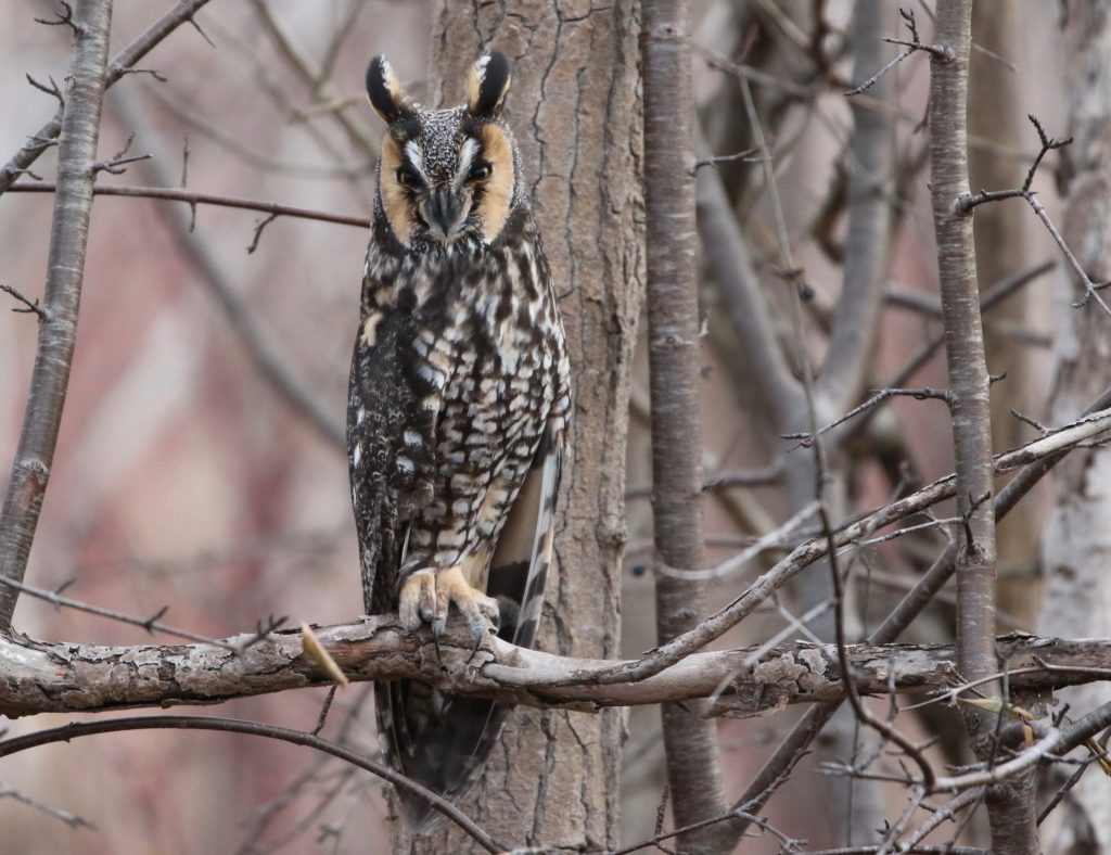 A Long-eared Owl in the camouflage posture.