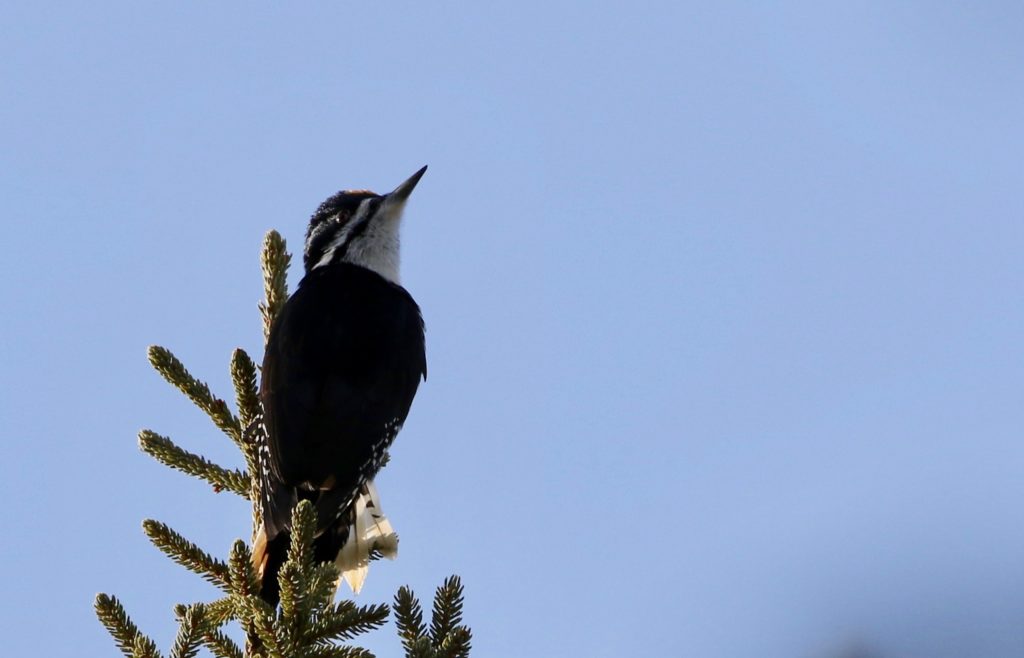 Black-backed Woodpecker for Algonquin post.