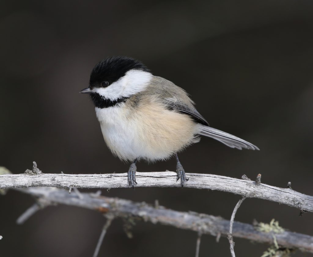Black-capped Chickadee for Algonquin post.