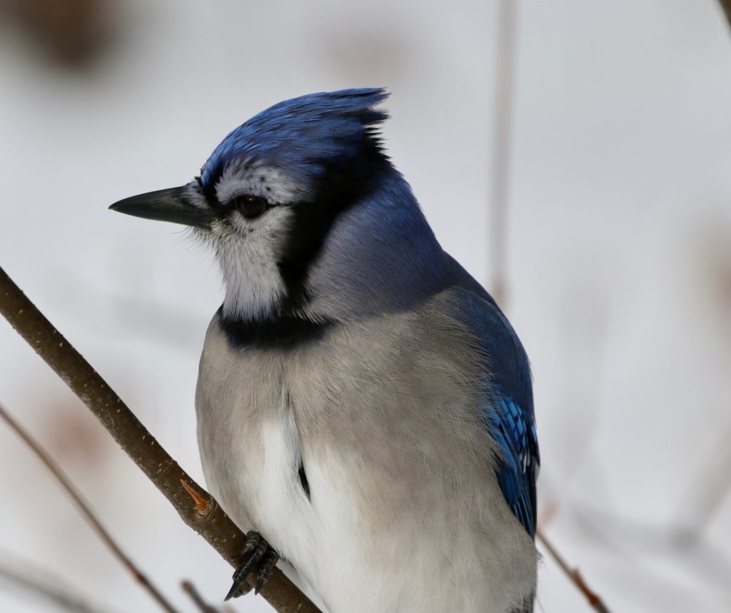 A Blue Jay for Algonquin post.