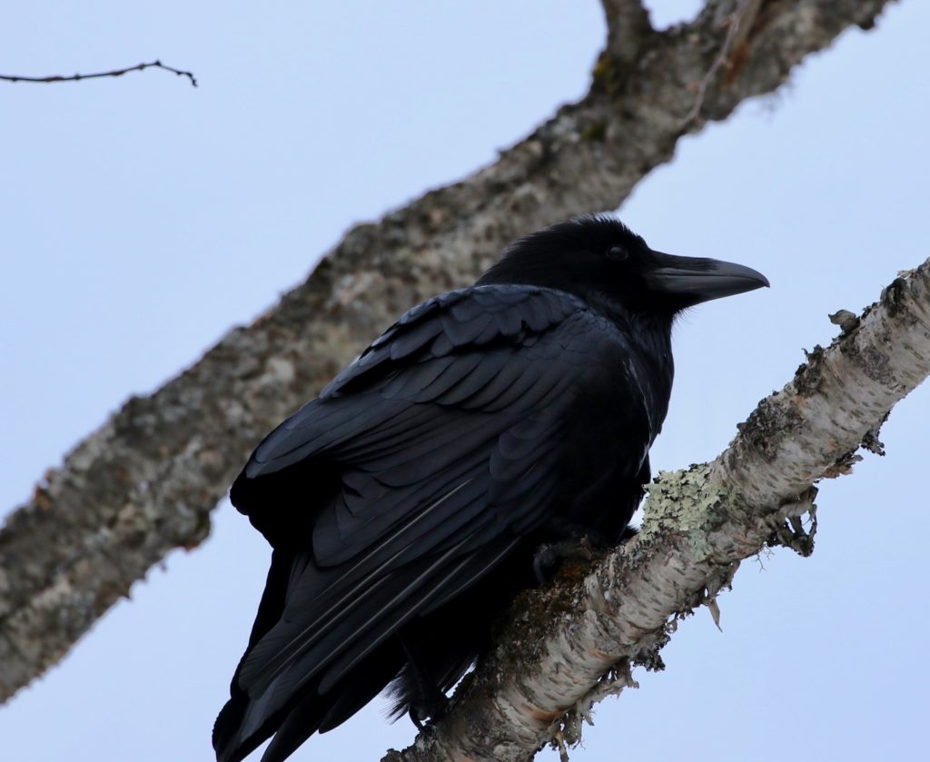 A Common Raven for the Algonquin post.
