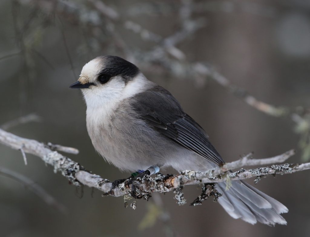 A Gray Jay for Algonquin post.