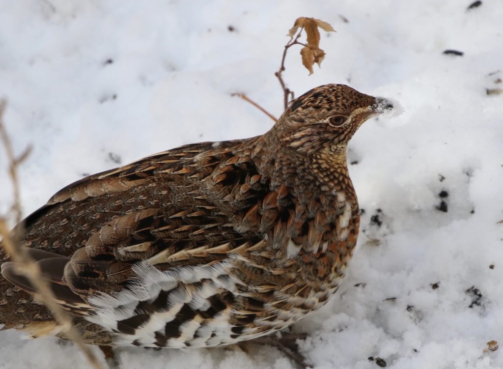 Ruffed Grouse for Algonquin post.