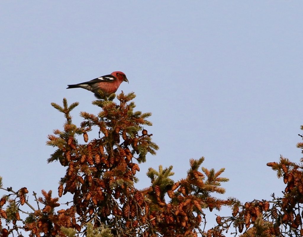 A White-winged Crossbill for the Algonquin post.