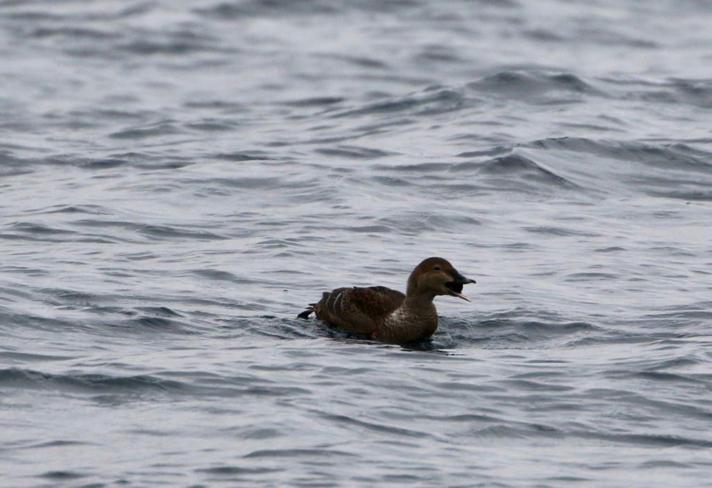 Photo of a King Eider with Zebra Mussel.