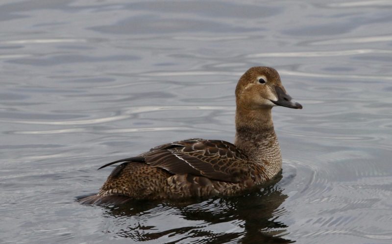 Feature photo for Eiders post.