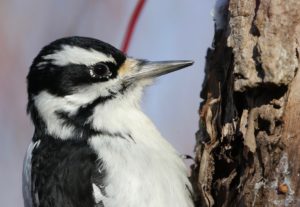 Feature photo for Woodpecker post.