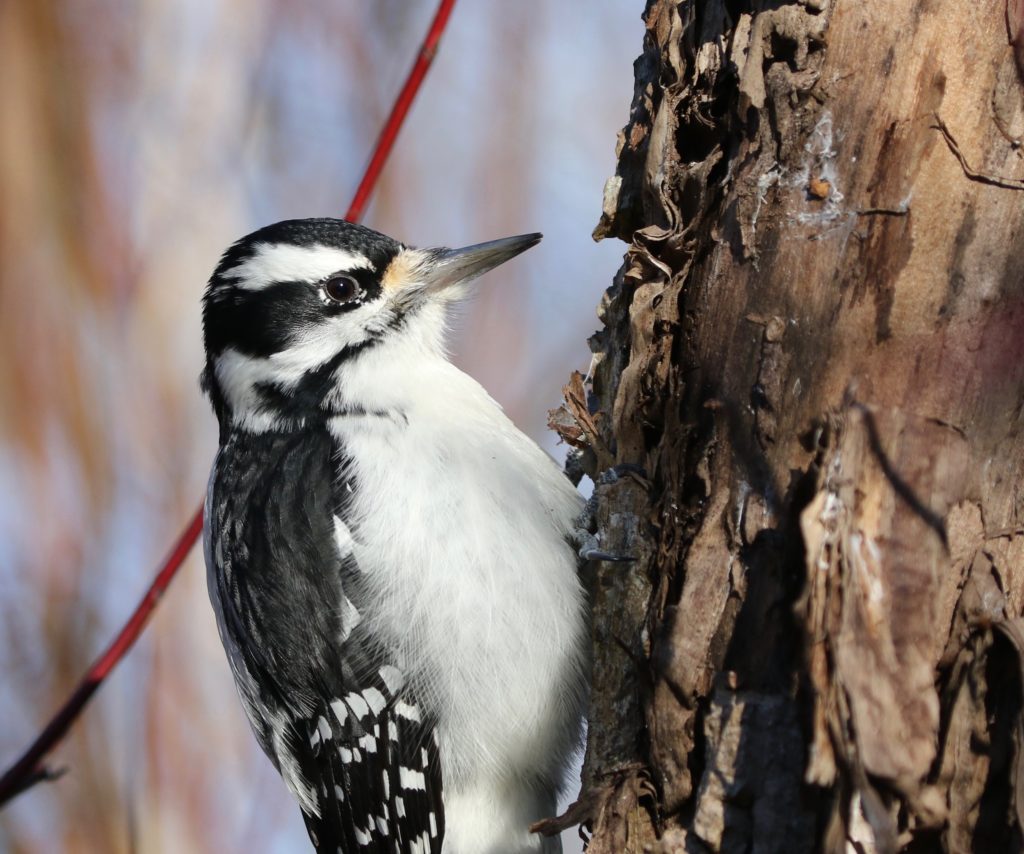A Hairy Woodpecker at rest on the side of a tree.