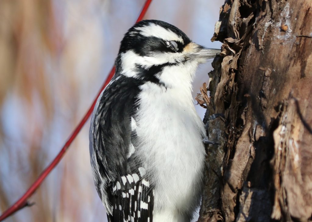 Hairy Woodpecker drilling into a tree trunk.