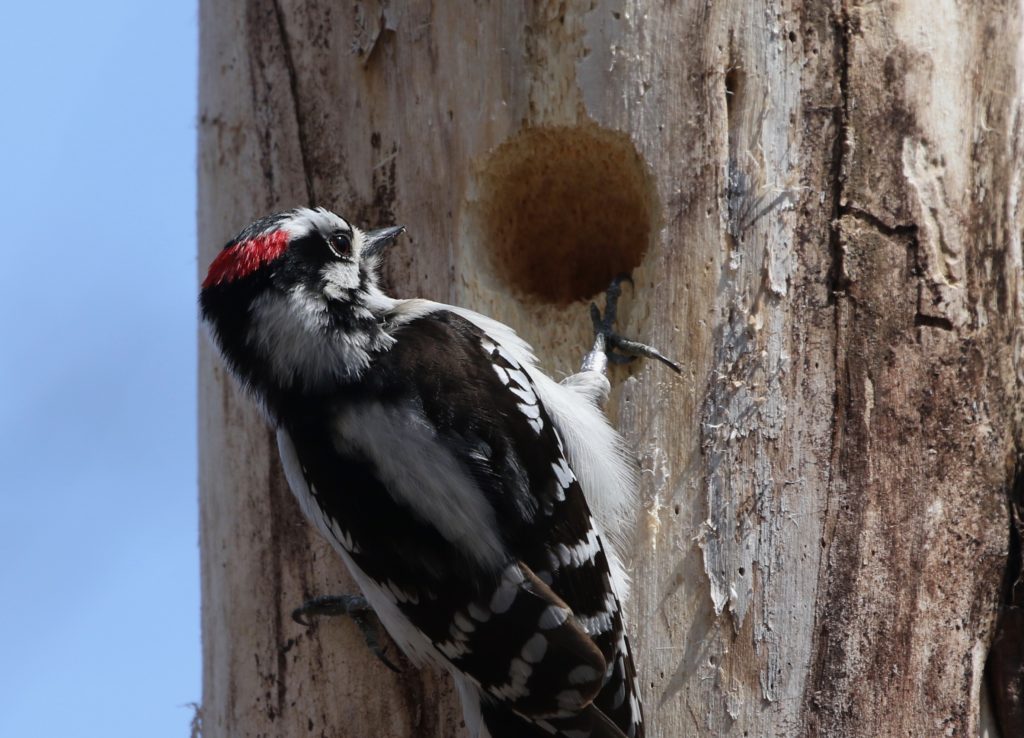 A male Downy Woodpecker at its nest cavity.