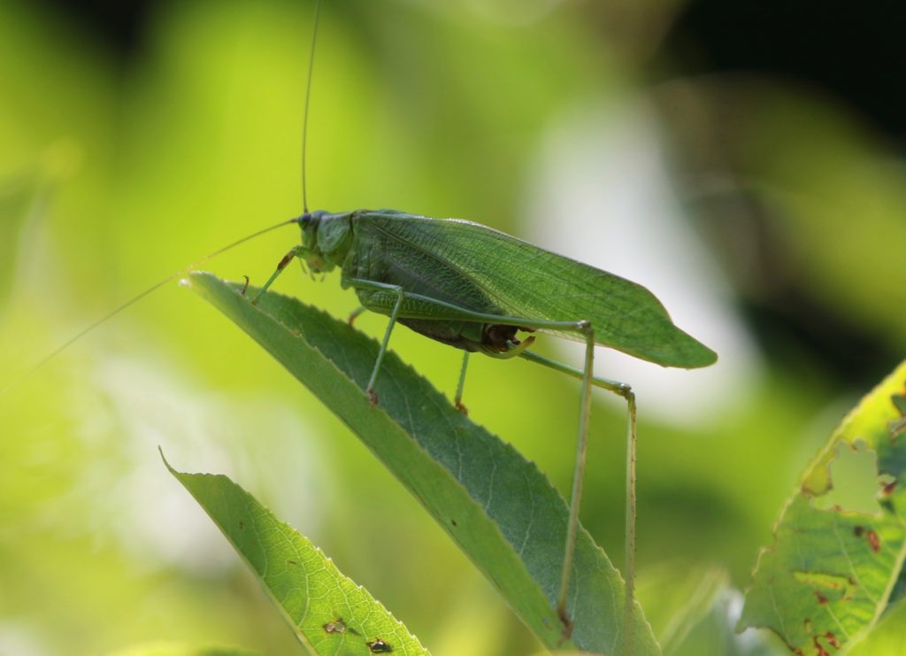 photo of a male Bush katydid.