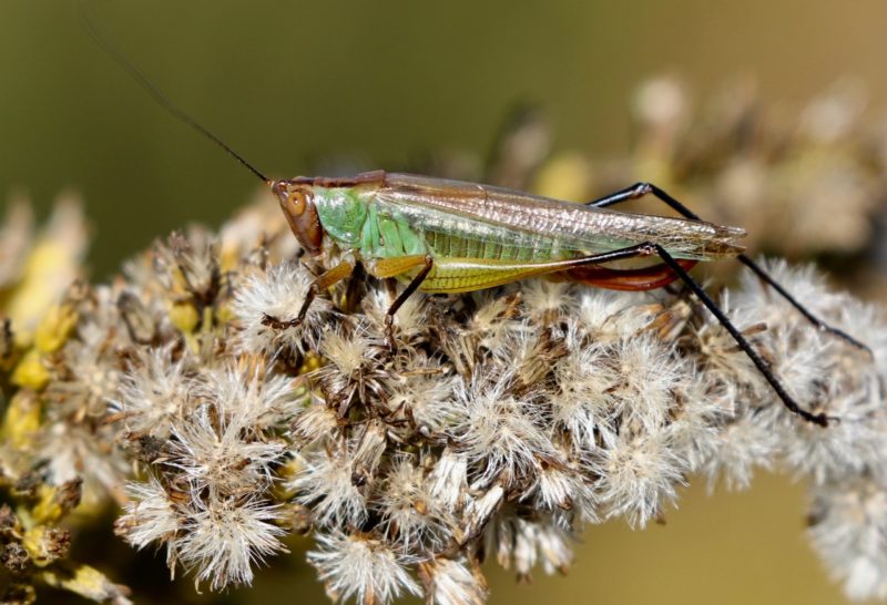 Feature photo for Katydid post.