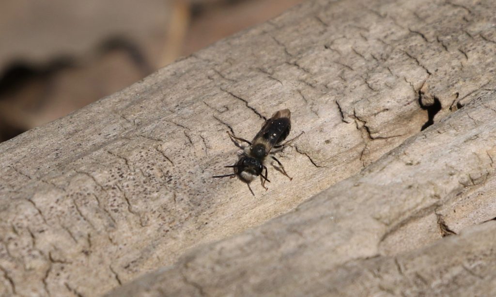 Photo of a Mining Bee for the Bloodroot post.
