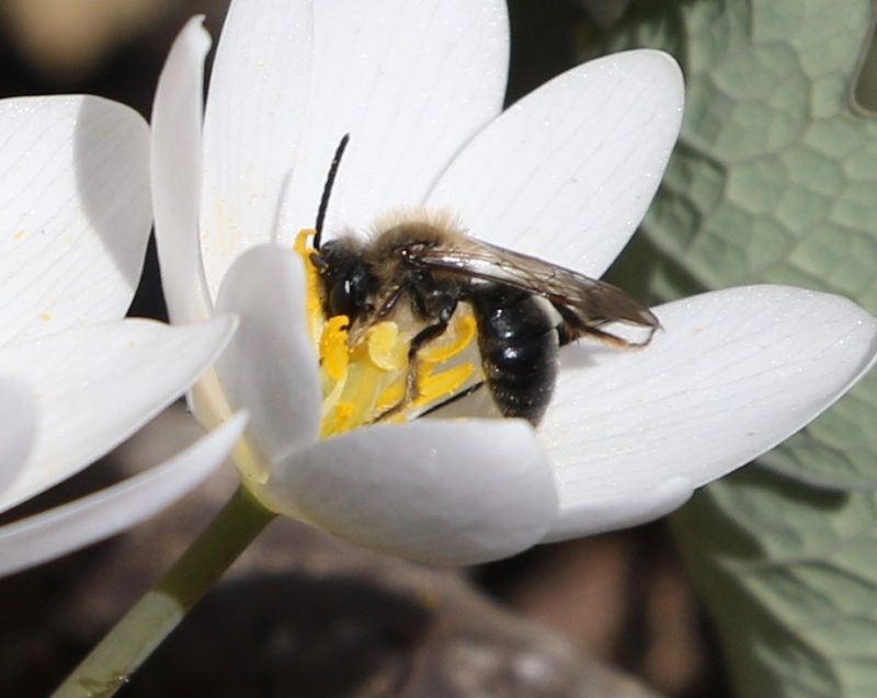 Photo of a Mining Bee collecting pollen from a Bloodroot flower.