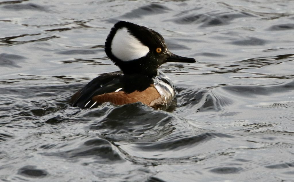 Photo of a Hooded Merganser with raised crest.