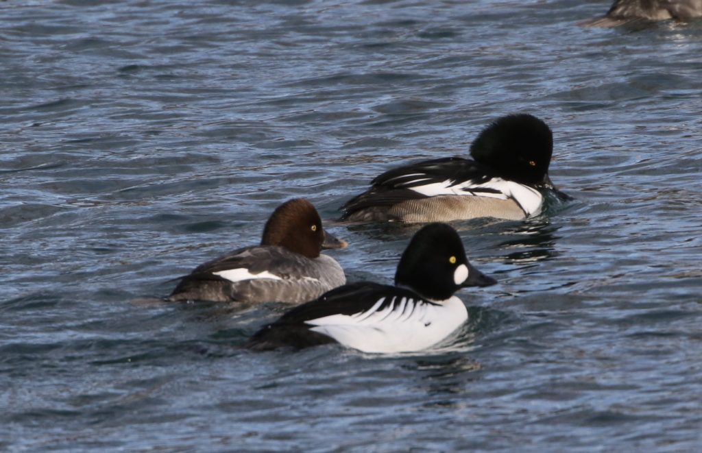 Photo of the hybrid duck in company with Common Goldeneyes.