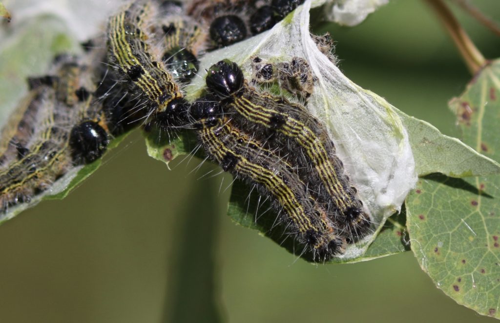 Photo of Angle-lined Prominent caterpillars.