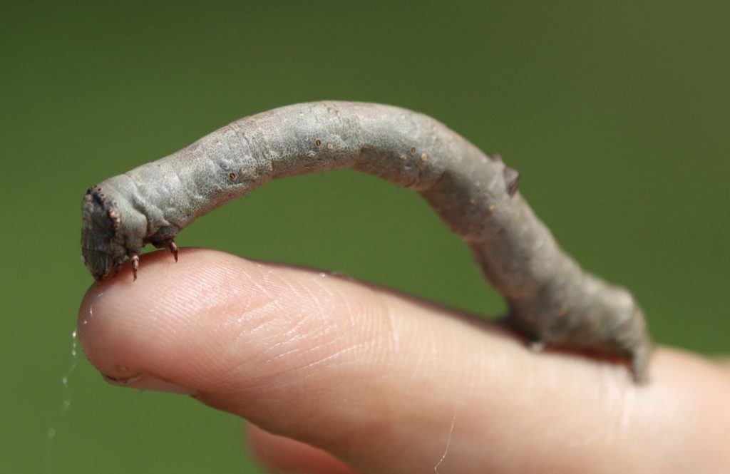 Photo of a Curved-tooth Geometer caterpillar.