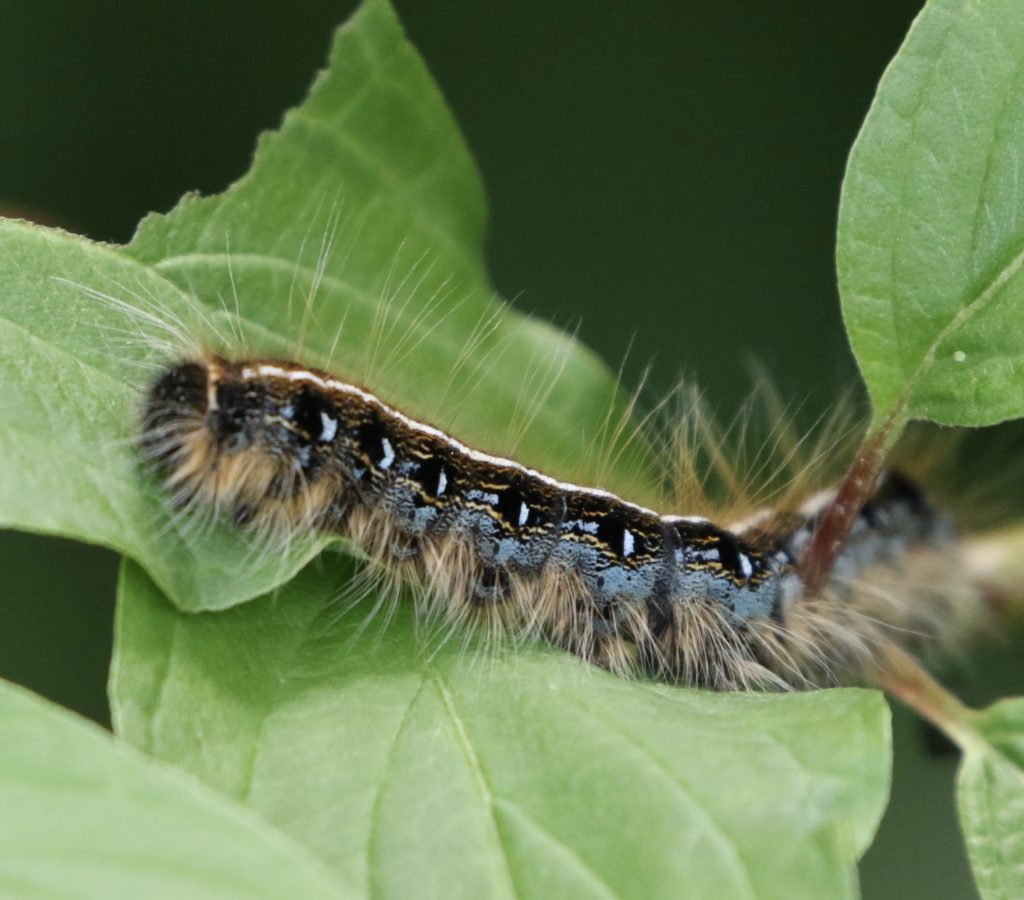 Photo of an Eastern Tent Caterpillar.