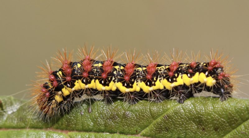 Feature photo of a Smeared Dagger Moth caterpillar.