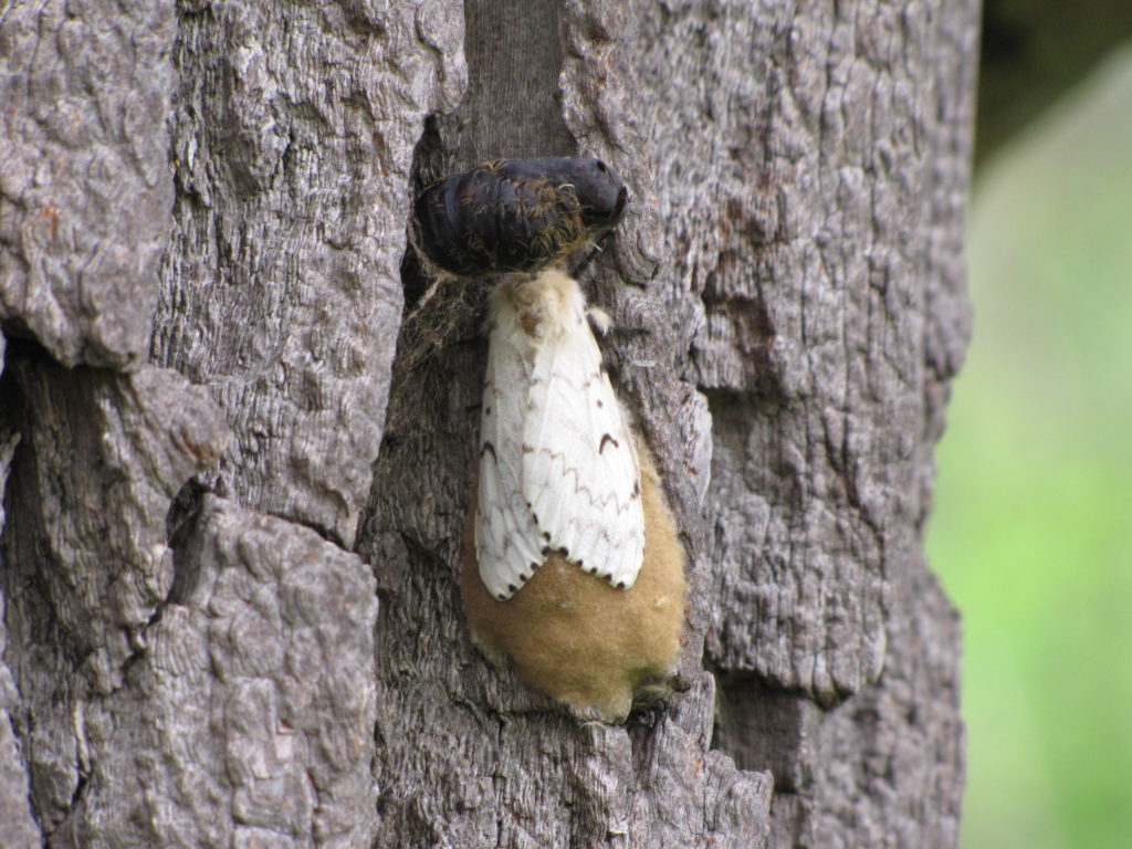 Photo of a female LD Moth.