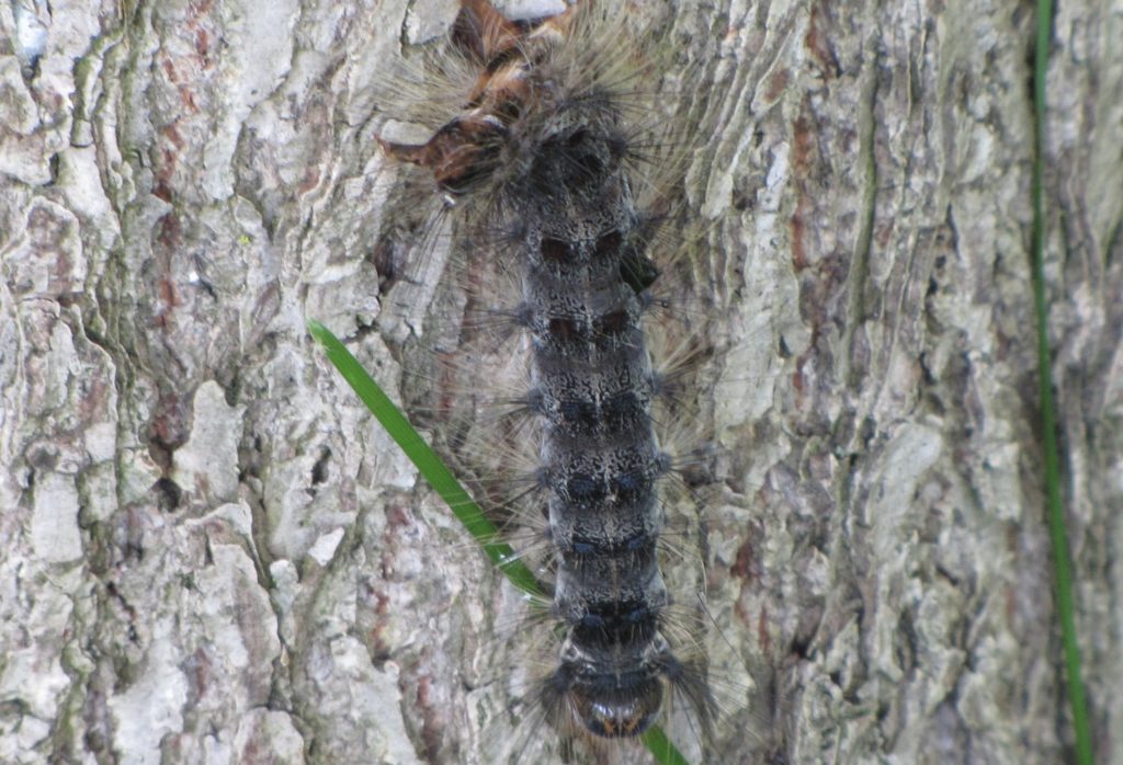 Photo of an LD Moth caterpillar.