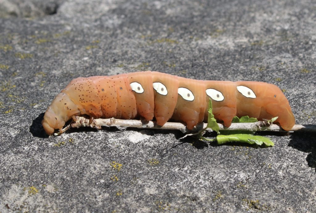 Photo of a Pandorus Sphinx caterpillar.