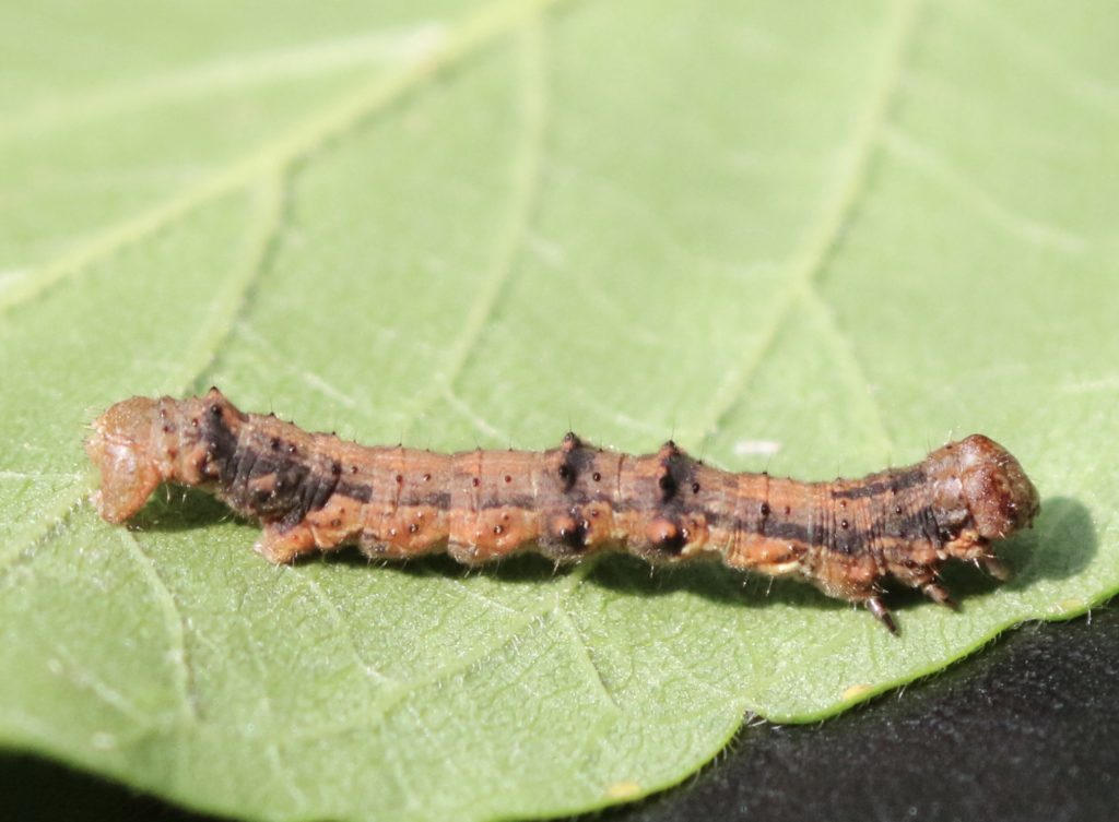 Photo of a Small Phigalia moth caterpillar.