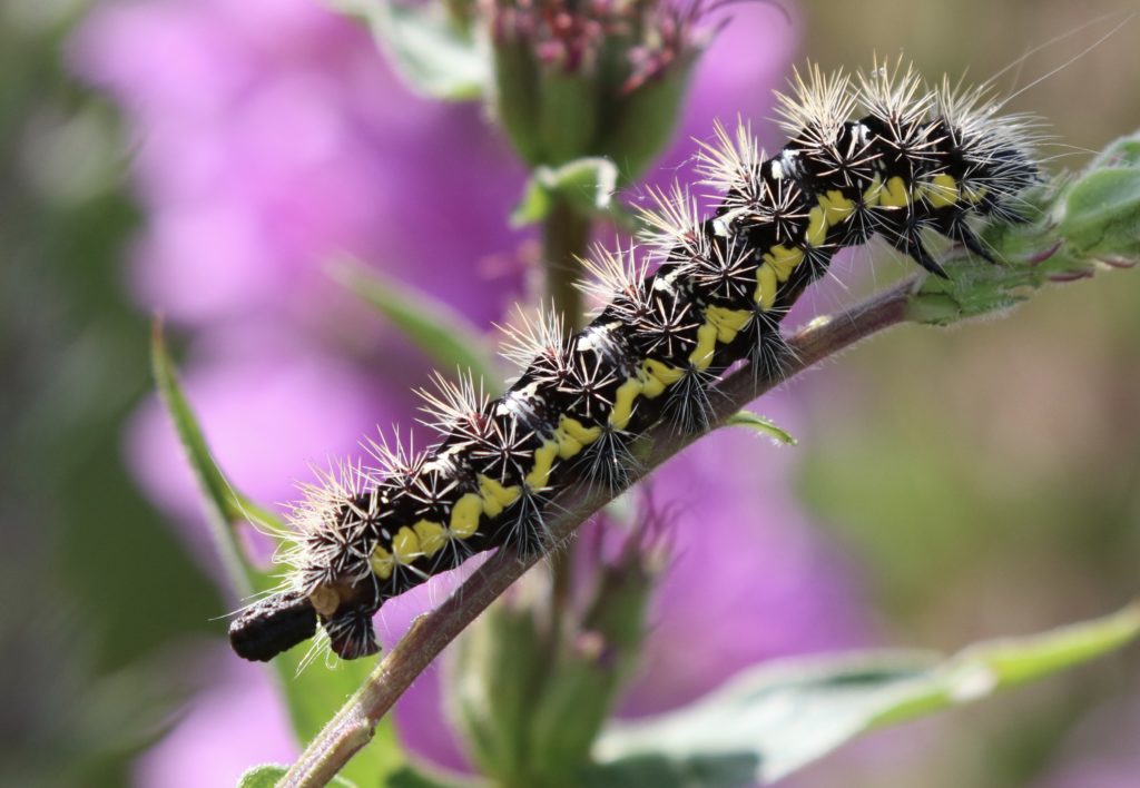 Photo of a Smeared Dagger moth caterpillar.