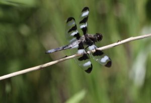 Photo of a 12-spotted Skimmer.