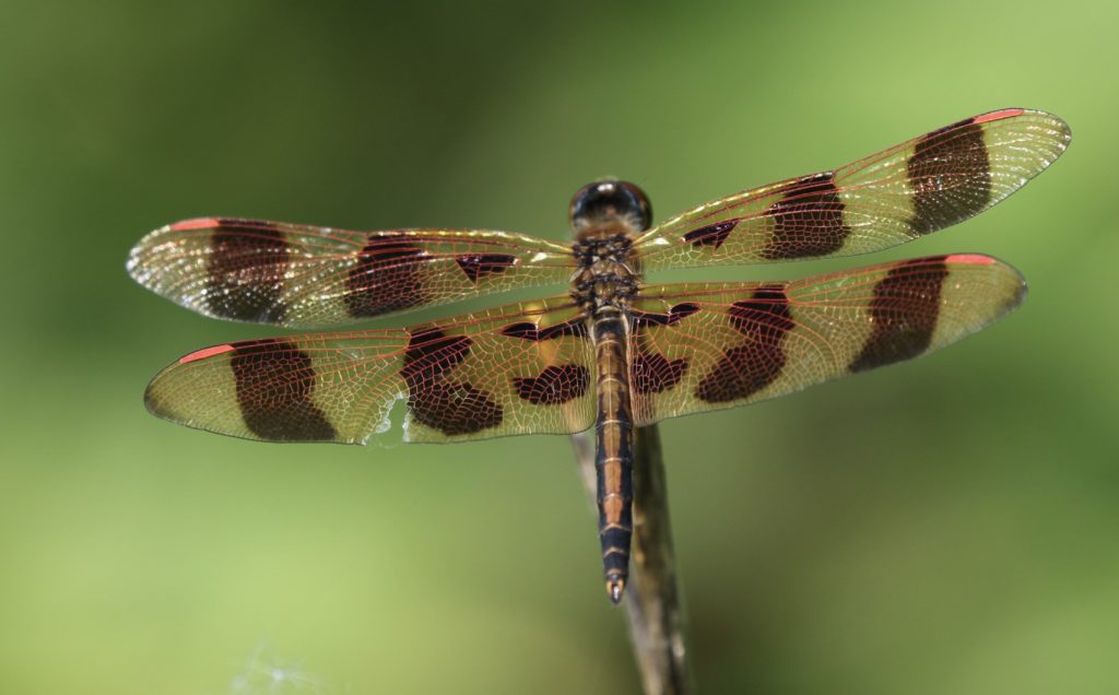 Photo of a male Halloween Pennant.