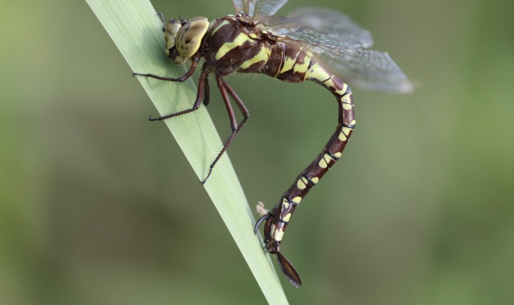 Photo of a Lance-tipped Darner laying eggs.