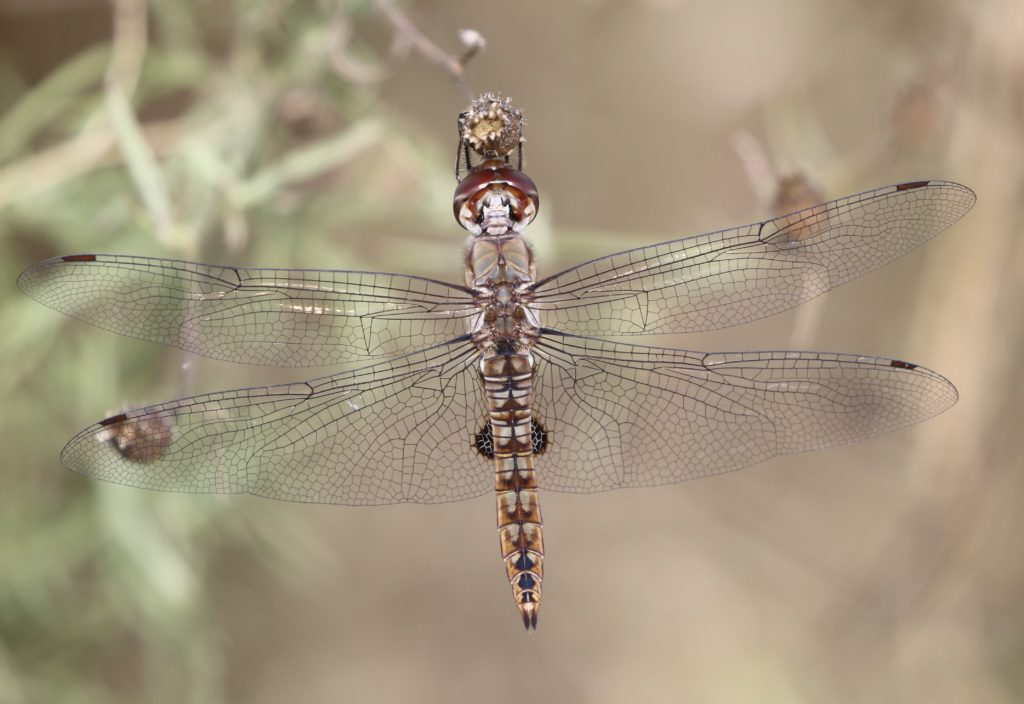 Photo of a Spot-winged Glider.