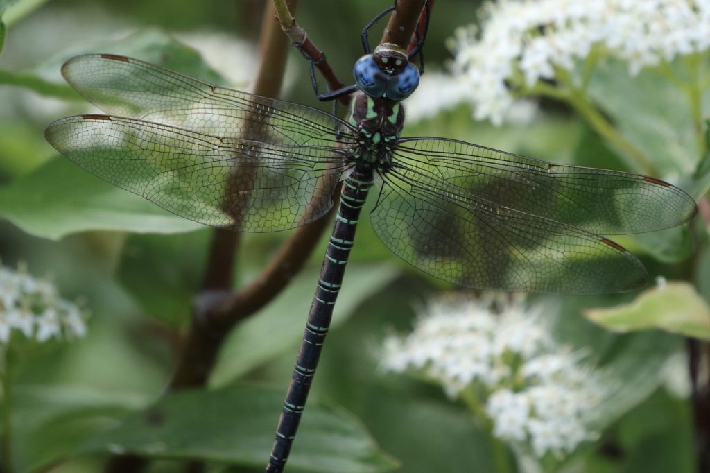 Photo of a Swamp darner dragonfly.