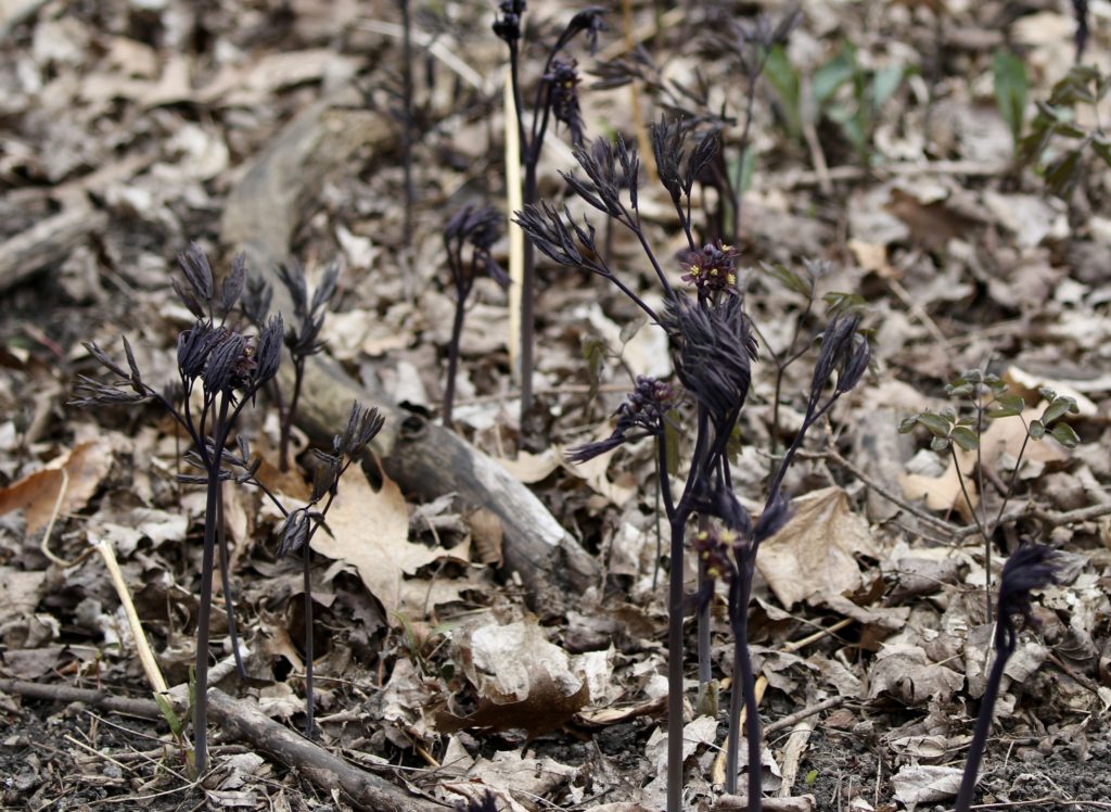 A stand of Early Blue Cohosh on the forest floor.