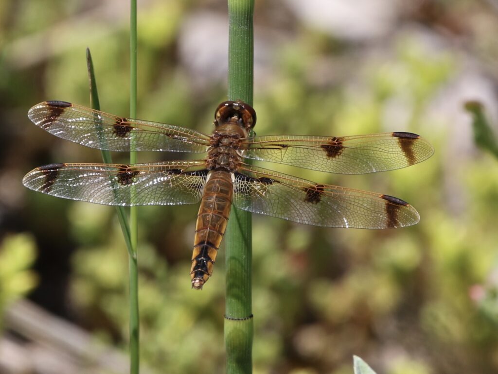 Photo of a Painted Skimmer dragonfly.