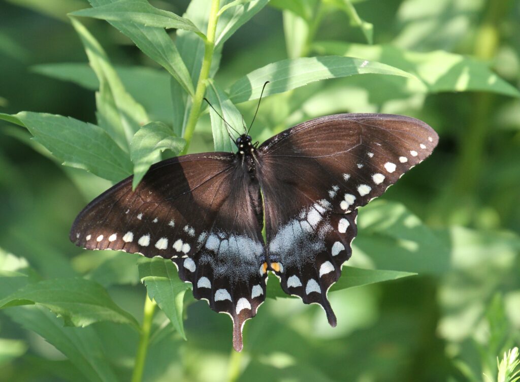 Photo of a Spicebush Swallowtail butterfly at High Park.